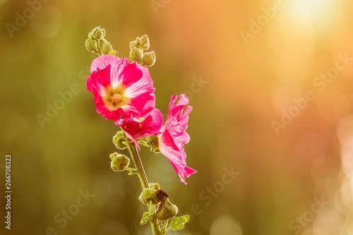 loseup of a pink common hollyhock flower, Alcea rosea, an ornamental plant in the family Malvaceae.