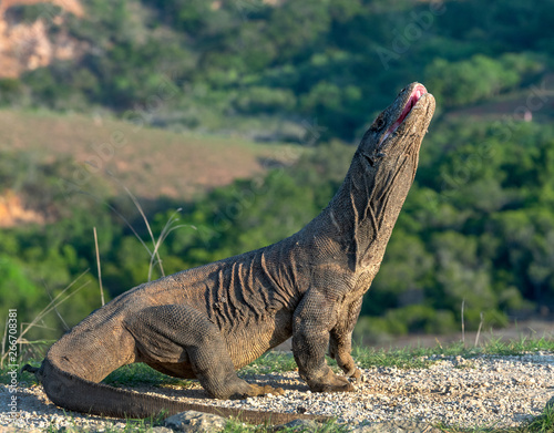 The Komodo dragon raised the head with open mouth. Komodo dragon, scientific name: Varanus komodoensis. Biggest living lizard in the world. Scenic view on the background, Natural habitat. Indonesia.