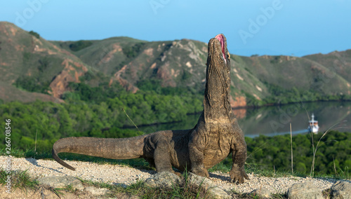 The Komodo dragon raised the head with open mouth. Komodo dragon, scientific name: Varanus komodoensis. Biggest living lizard in the world. Scenic view on the background, Natural habitat. Indonesia.