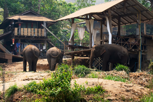 Elephant trekking through jungle and home stay in Maetaman elephant camp chiangmai northern Thailand