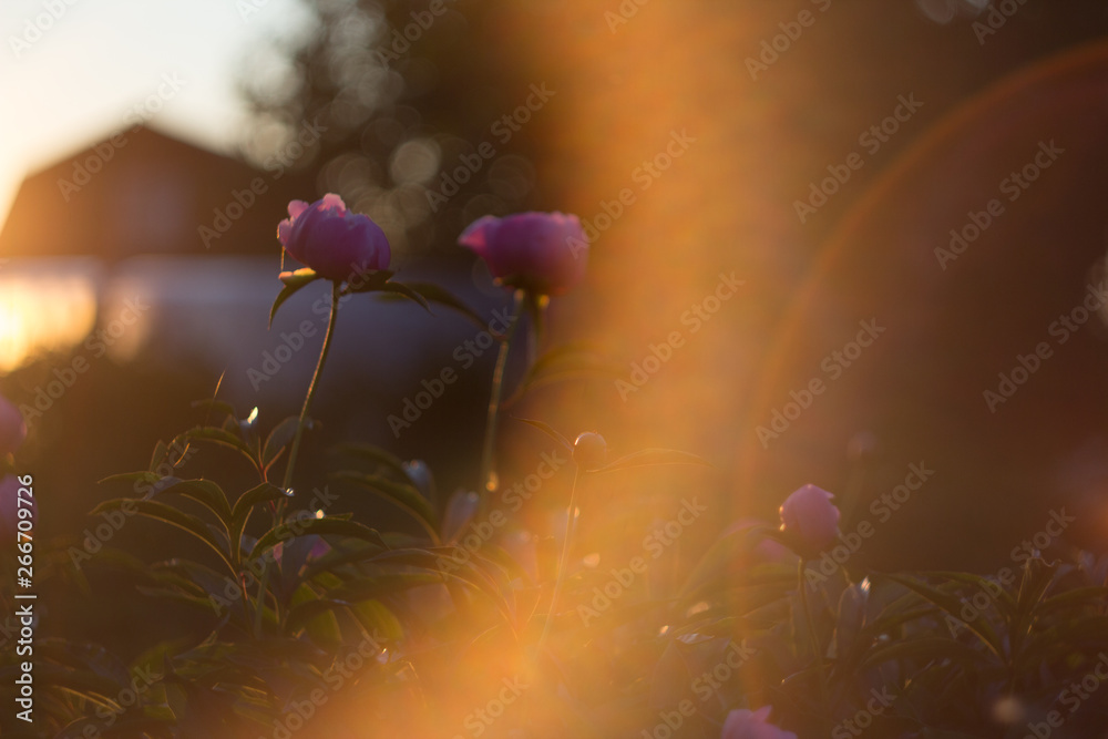 Fototapeta premium Beautiful meadow field flowers on orange sunset background. 