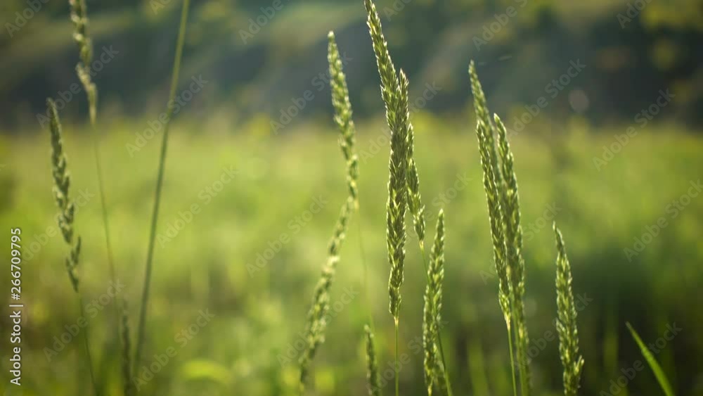 grass on a wind on evening meadow grass on a wind on evening meadow