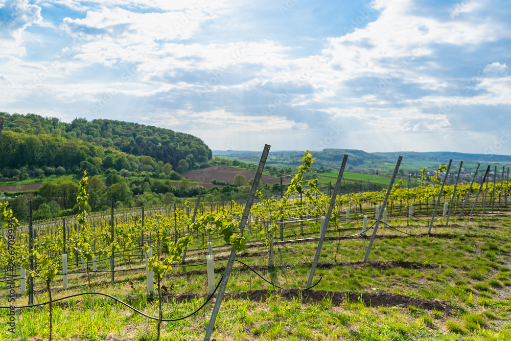 Fototapeta premium Landscape, view through the vineyards on a sunny day with clouds