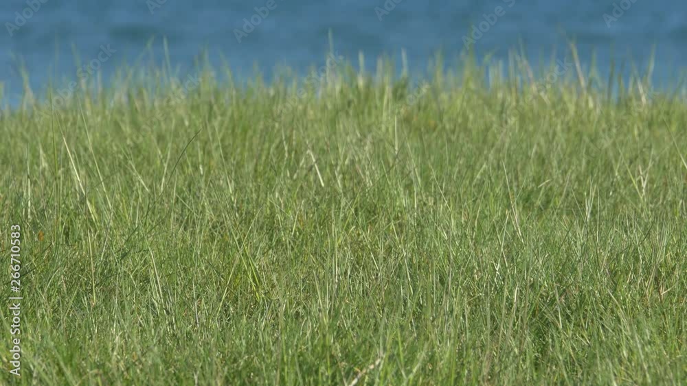 green grass on a background