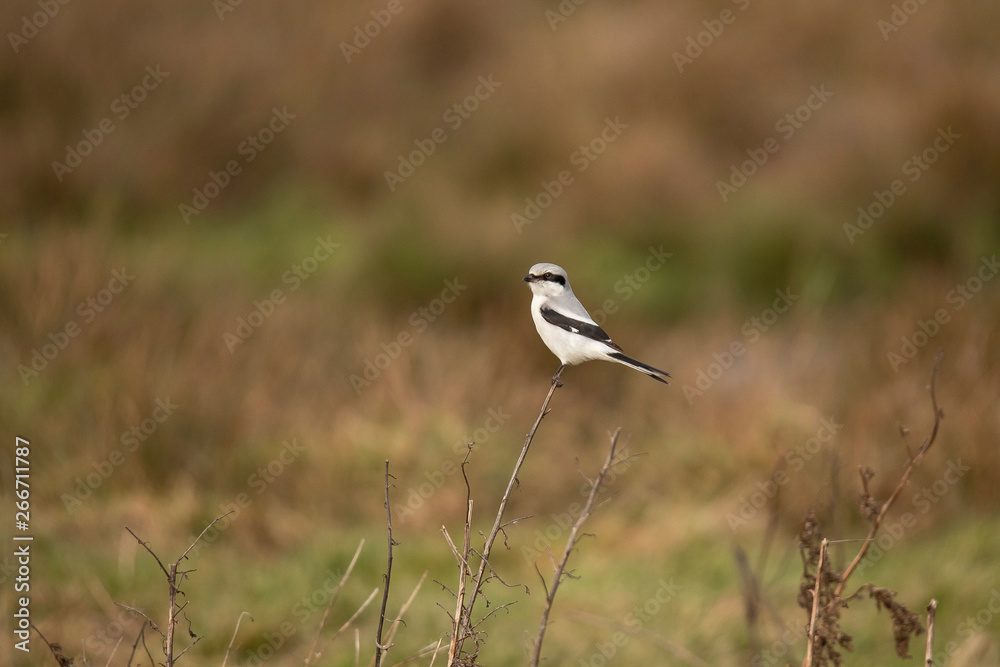 Obraz premium Great grey shrike, Lanius excubitor