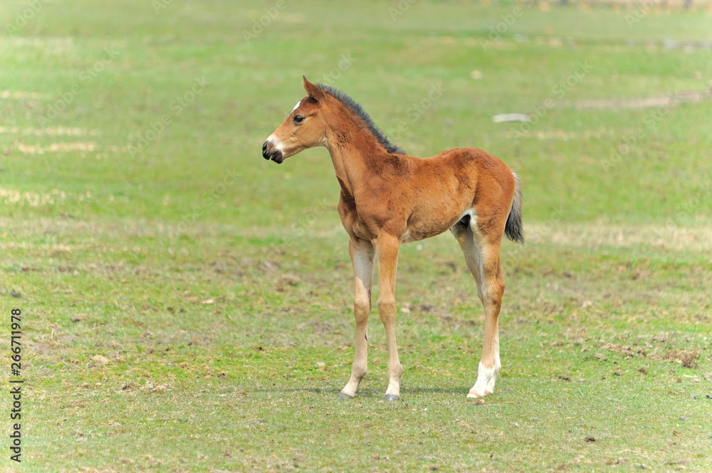 サラブレッド 子馬 サラブレッド 子馬