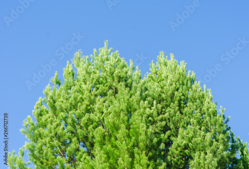 The top of the green pine against the blue sky. Background.