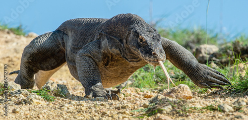 Canvas Print Komodo dragon  with the  forked tongue sniff air