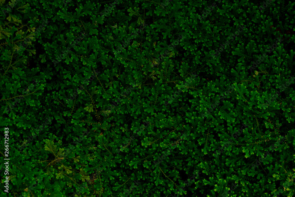 Green of fern texture background Green of fern texture background
