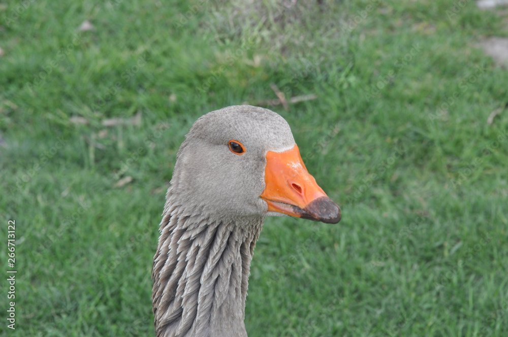 Head of a gray goose on a background of green lawn. The yellow beak of the goose is smeared in mud. Head of a gray goose on a background of green lawn. The yellow beak of the goose is smeared in mud.