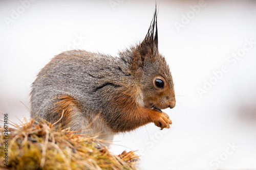 Squirrel  Sciurus vulgaris