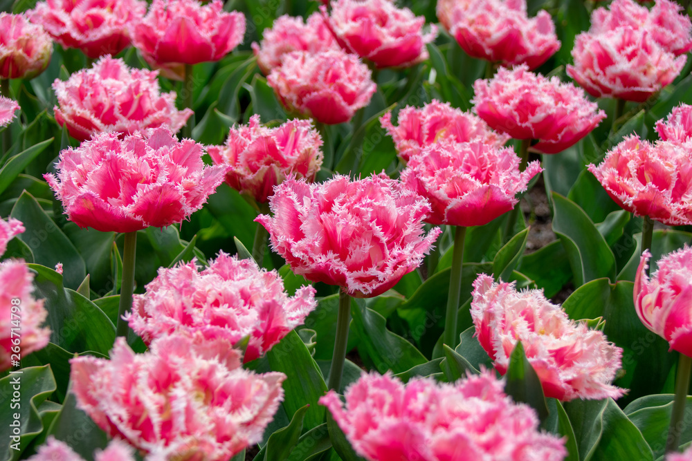beautiful flowers in the garden beautiful flowers in the garden