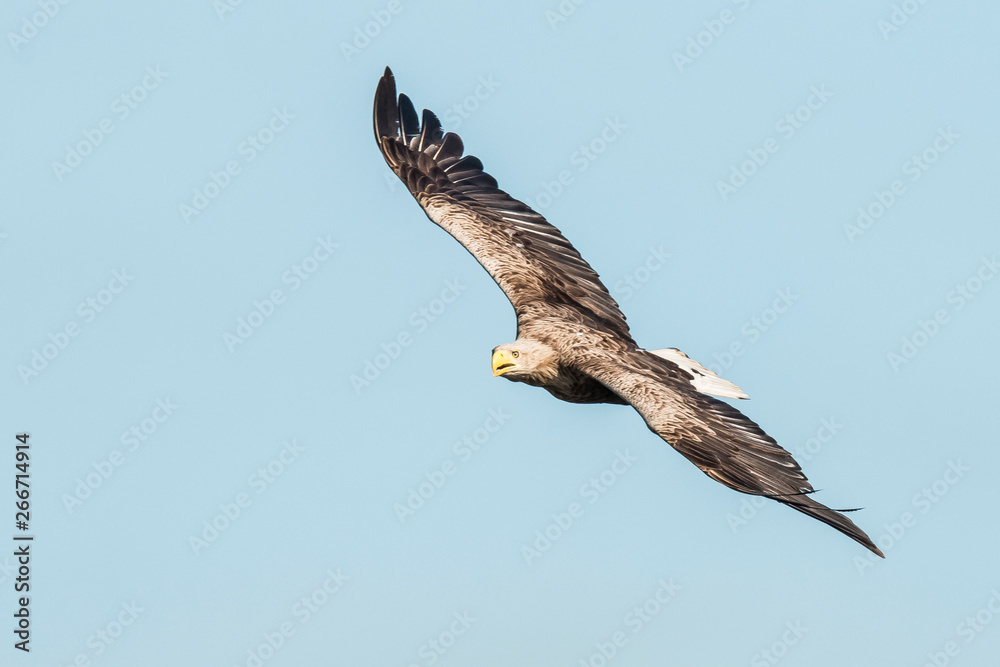 White tail Eagle, Haliaeetus albicilla White tail Eagle, Haliaeetus albicilla