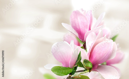 pink magnolia flowers background template