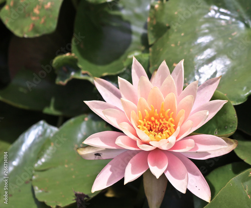 Lotus flower on swarmp in a park