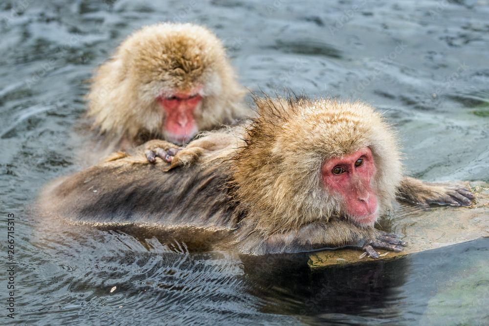 Naklejka premium Japanese macaques is grooming, checking for fleas and ticks. The Japanese macaque in the water of natural hot springs. Scientific name: Macaca fuscata, also known as the snow monkey. Natural habitat.