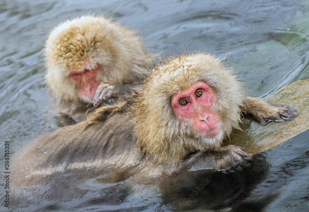 Naklejka premium Japanese macaques is grooming, checking for fleas and ticks. The Japanese macaque in the water of natural hot springs. Scientific name: Macaca fuscata, also known as the snow monkey. Natural habitat.