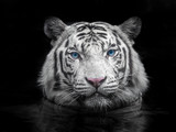 Face of Siberian white tiger on a black background.