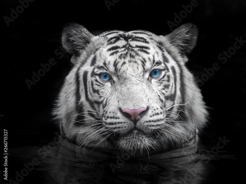 Foto Face of Siberian white tiger on a black background.