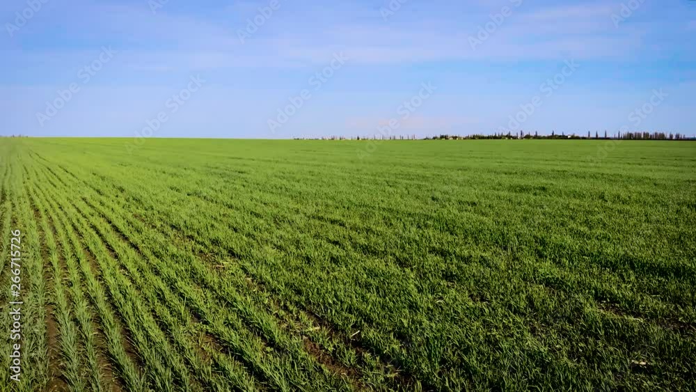 Young green sprouts of grain crops swaying on field from strong gusts of wind in spring. Spring agricultural activities with heavy machinery Young green sprouts of grain crops swaying on field from strong gusts of wind in spring. Spring agricultural activities with heavy machinery