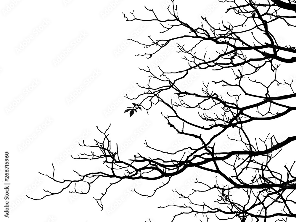 Fototapeta premium silhouette branch tree with leaf