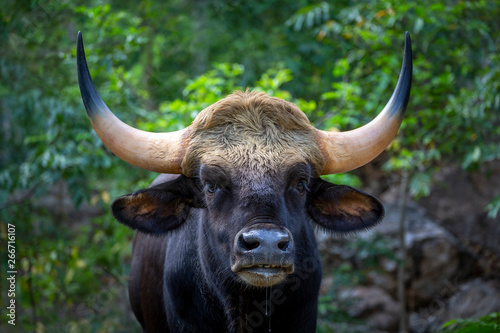 Bull's face (Bos gaurus) in the natural forest.