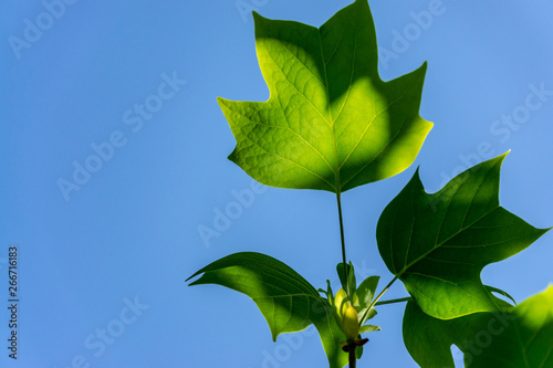 Young leaves of Tulip tree (Liriodendron tulipifera), called Tuliptree, American Tulip Tree, Tulip Poplar, Yellow Poplar, Whitewood on background of clear blue sky. There is place for text