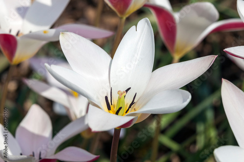 Tulip 'Lady Jane' a spring flowering bulb plant photo