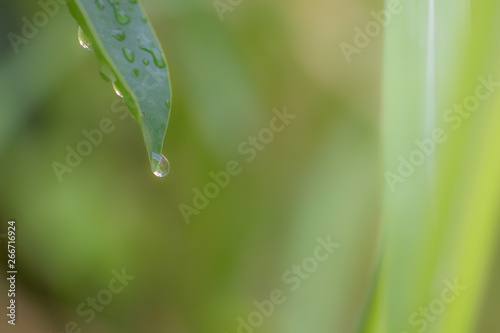 Photos of leaves with drops of water and bright sunlight on a blurred background