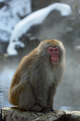 Japanese macaque near the natural hot springs. The Japanese macaque, Scientific name: Macaca fuscata, also known as the snow monkey. Natural habitat, winter season. © Uryadnikov Sergey