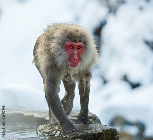 Wet Japanese macaque on the stone at natural hot springs in Winter season. The Japanese macaque   Scientific name  Macaca fuscata   also known as the snow monkey.
