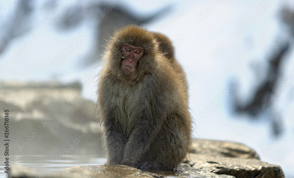 Naklejka premium Japanese macaque near the natural hot springs. The Japanese macaque, Scientific name: Macaca fuscata, also known as the snow monkey. Natural habitat, winter season.