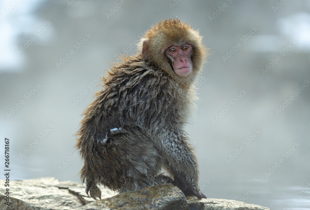 Obraz premium Japanese macaque near the natural hot springs. The Japanese macaque, Scientific name: Macaca fuscata, also known as the snow monkey. Natural habitat, winter season.
