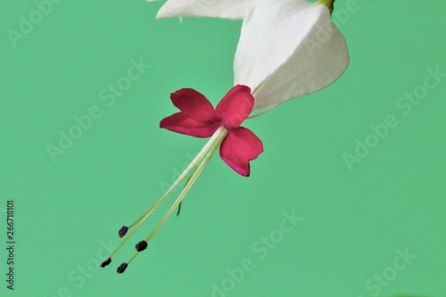 Flower Clerodendrum thomsoniae on a green background, high contrast, close-up, bright natural colors. photo