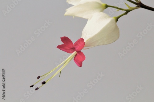 Flower Clerodendrum thomsoniae on a gray background, high contrast, close-up, bright natural colors. photo