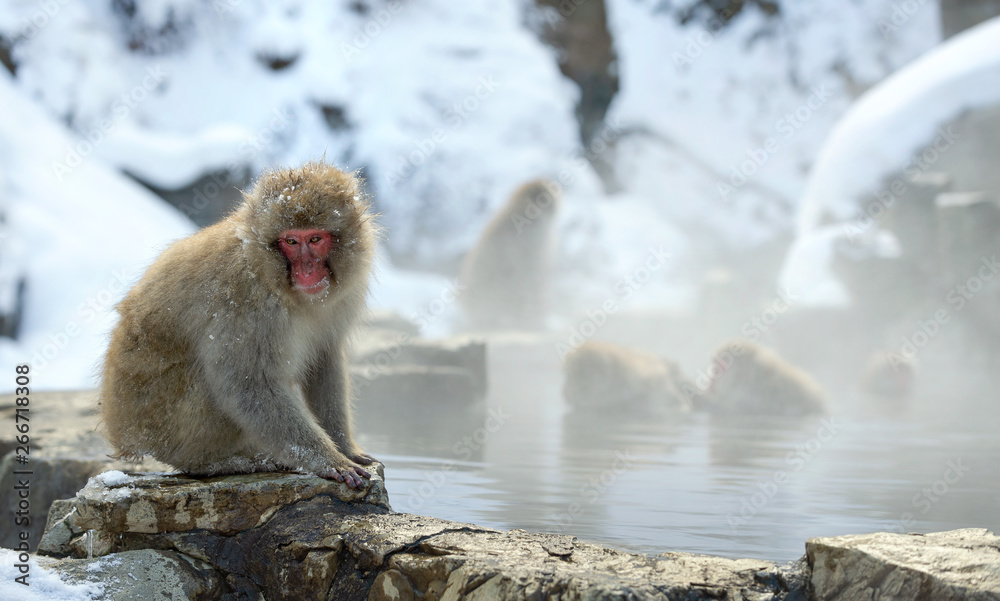 Japanese macaque near the natural hot springs. The Japanese macaque, Scientific name: Macaca fuscata, also known as the snow monkey. Natural habitat, winter season. Japanese macaque near the natural hot springs. The Japanese macaque, Scientific name: Macaca fuscata, also known as the snow monkey. Natural habitat, winter season.