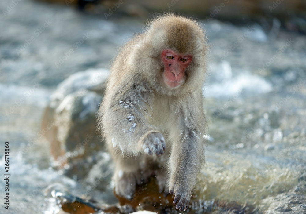 Naklejka premium Japanese macaque in jump. Macaque jumps through a natural hot spring. Winter season. The Japanese macaque, Scientific name: Macaca fuscata, also known as the snow monkey.
