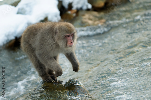 Japanese macaque in jump. Macaque jumps through a natural hot spring. Winter season. The Japanese macaque  Scientific name  Macaca fuscata  also known as the snow monkey.