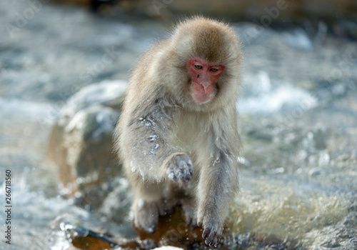 Japanese macaque in jump. Macaque jumps through a natural hot spring. Winter season. The Japanese macaque, Scientific name: Macaca fuscata, also known as the snow monkey. © Uryadnikov Sergey