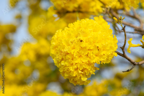 Tree of Gold. yellow flower blooming background