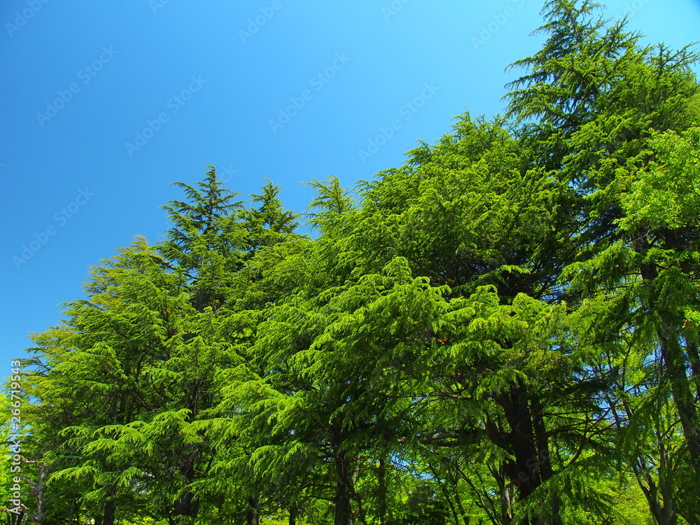 公園の新緑のヒマラヤスギと青空