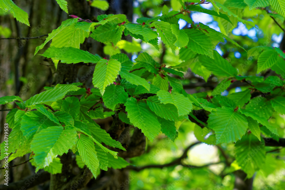 beautiful colors of nature in the spring Park beautiful colors of nature in the spring Park