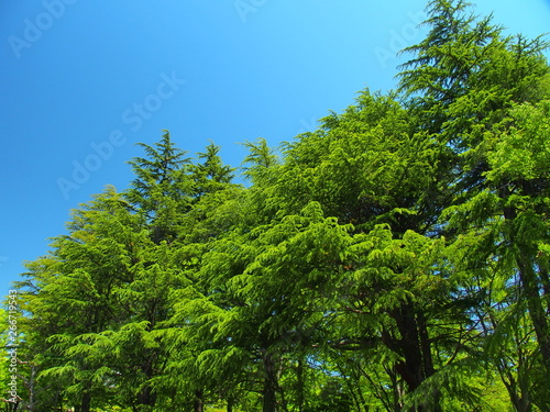 公園の新緑のヒマラヤスギと青空 © smtd3