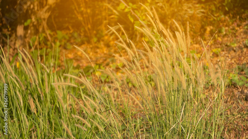 Grass with orange light © ArLawKa