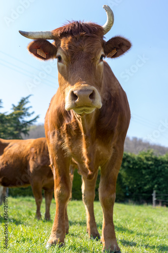 Vache    corne