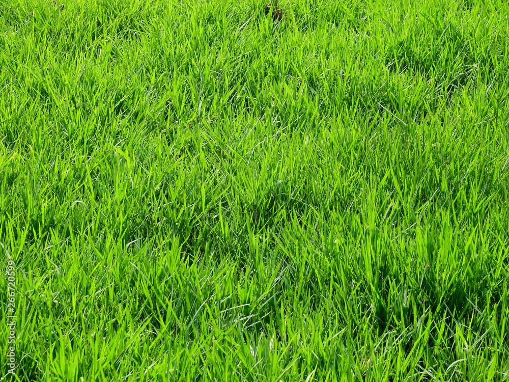 Obraz premium green grass lawn texture