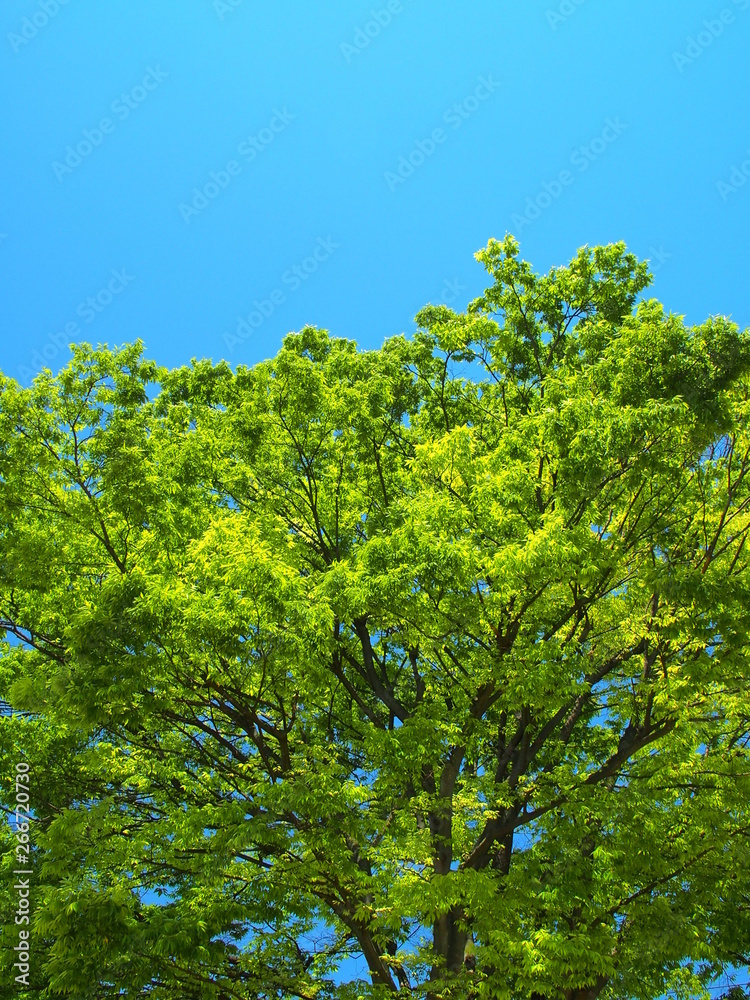 新緑の欅の大木と青空