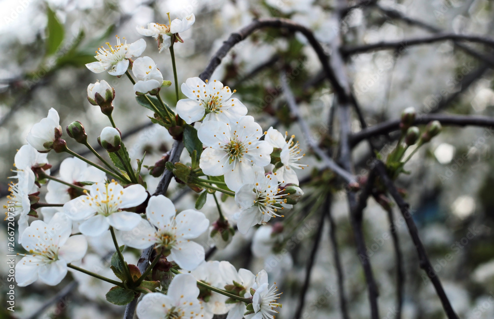 View of a large branch with flowers of cherry. Beautiful white flowers, blur effect View of a large branch with flowers of cherry. Beautiful white flowers, blur effect