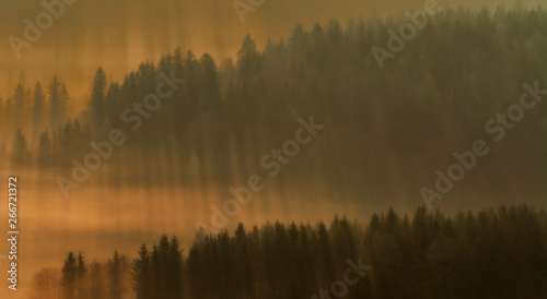 Rays of sun in the fog © Myśliński_Photos