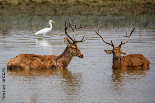 Two barasingha deer bucks fighting in the water in Kanha National Park in India photo